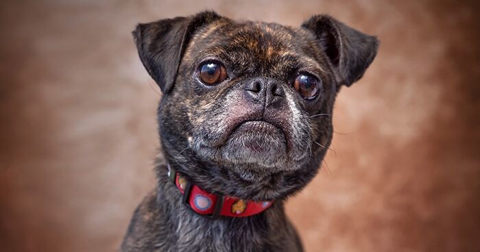 I Volunteer To Take Photos Of Shelter Dogs, And Here Are 40 Of Them