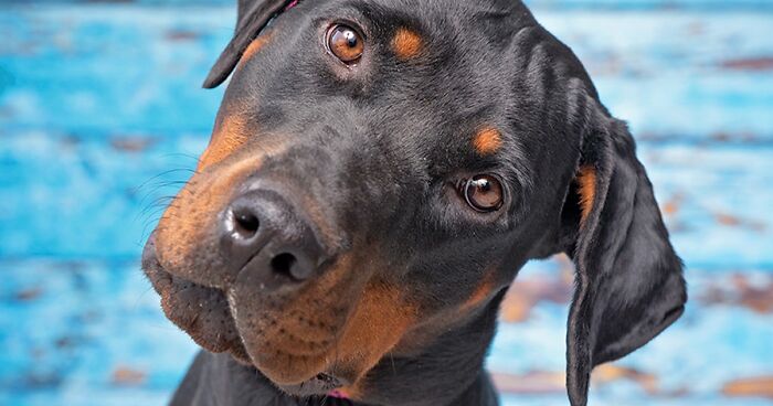 I Volunteer To Take Photos Of Shelter Dogs, And Here Are 40 Of Them