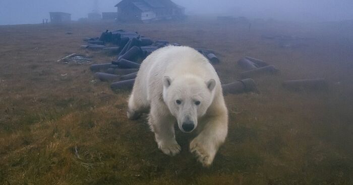 This Russian Photographer Went Out On An Expedition And Documented The Polar Bears At An Abandoned Weather Station