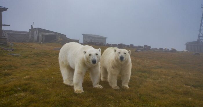 Photographer Captured Polar Bears At An Abandoned Station In Russia And His Photos Won A Photography Contest