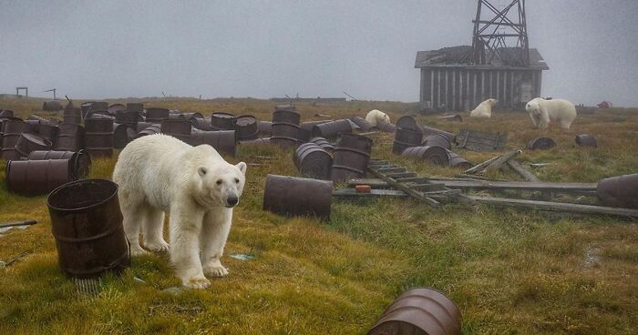 Russian Photographer Captures Polar Bears At An Abandoned Weather Station On Kolyuchin Island