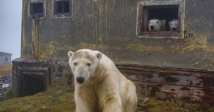 Russian Photographer Takes Photos Of Polar Bears That Took Over Abandoned Buildings