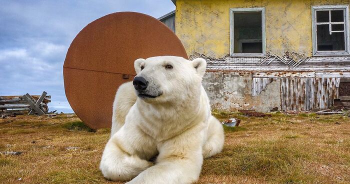 Russian Photographer Takes Photos Of Polar Bears That Took Over Abandoned Buildings