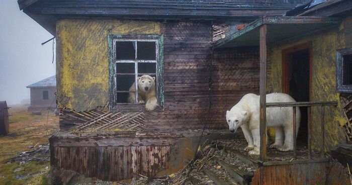 Russian Photographer Takes Photos Of Polar Bears That Took Over Abandoned Buildings