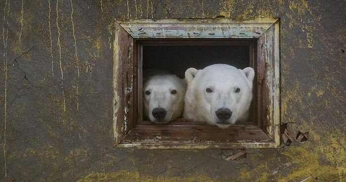 Russian Photographer Takes Photos Of Polar Bears That Took Over Abandoned Buildings