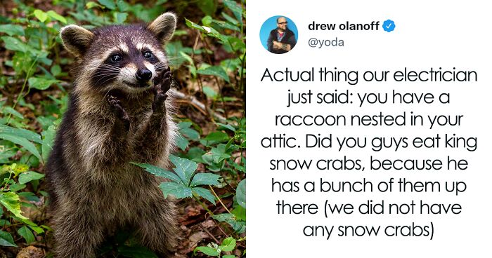 A Man Live-Tweets His Raccoon Removal And It's Filled With Drama And Twists