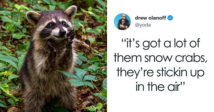 This Guy Live-Tweeted Everything That Happened After He Found Out About A Raccoon Nesting In His Attic, The Thread Goes Viral