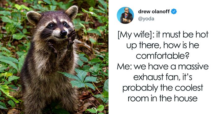 Man Discovered That There’s A Raccoon Living In His Attic That Refuses To Leave, Live-Tweets The Whole Situation