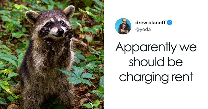 'He's Been Living Rent-Free': Home Owner's Hilarious Raccoon Removal Twitter Thread Goes Viral