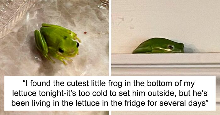 Man who found tiny baby frog in his salad box is giving him baths