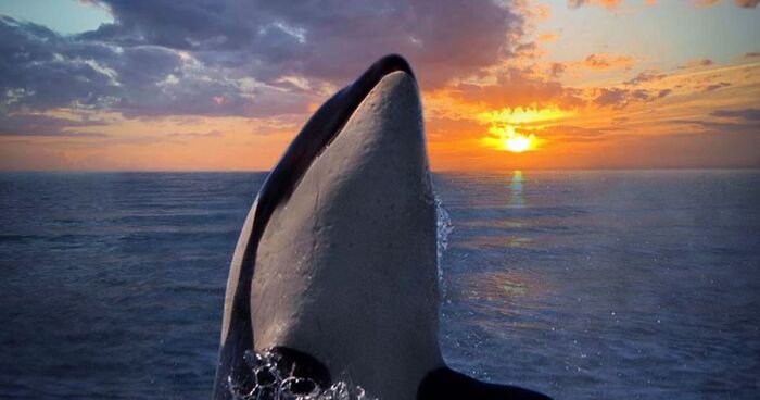 Professional Photographer Captures Magical Photos Of Orcas Basking In A Sunset (27 Pics)