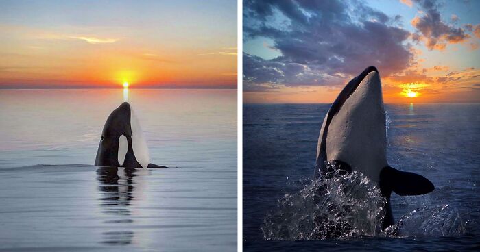 Professional Photographer Captures Magical Photos Of Orcas Basking In A Sunset (27 Pics)