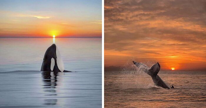 Professional Photographer Captures Magical Photos Of Orcas Basking In A Sunset (27 Pics)