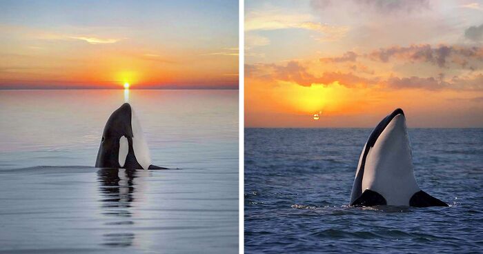 Professional Photographer Captures Magical Photos Of Orcas Basking In A Sunset (27 Pics)