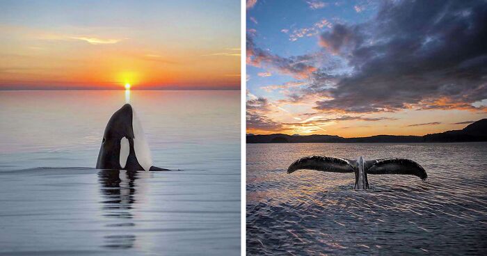 Professional Photographer Captures Magical Photos Of Orcas Basking In A Sunset (27 Pics)