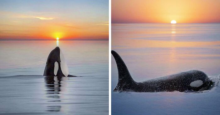 27 Photos By Mary Parkhill Show Photos Of Orcas Basking In Sunset