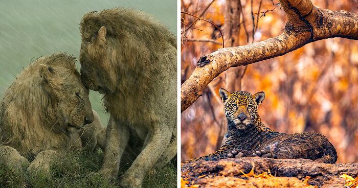 25 Stunning Wildlife Images That Were Selected As Candidates For Wildlife Photographer Of The Year People’s Choice Award 2021