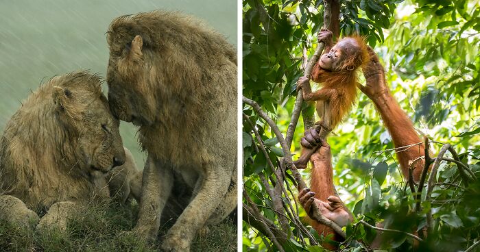 These 25 Nature Photographs Are Competing To Become The Winner Of People’s Choice Award For Wildlife Photographer Of The Year 2021