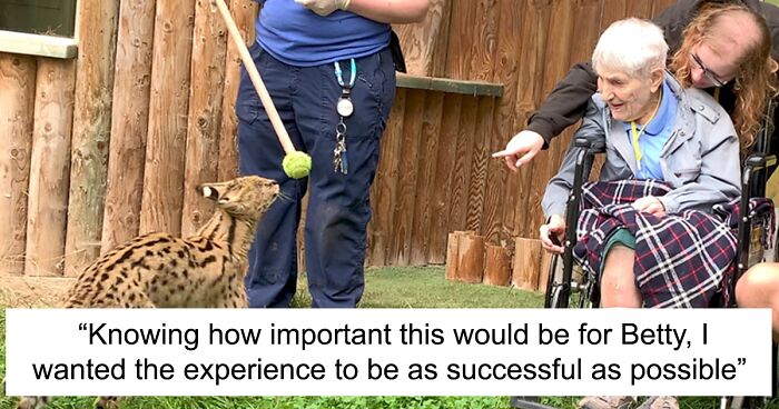 A 100-Year-Old Cat Lover Was Invited To A Specially Arranged Close Encounter With Serval Cat Nwela