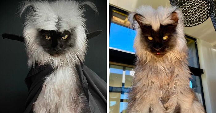 Meet Richie, The Maine Coon Cat Gone Viral On Social Media