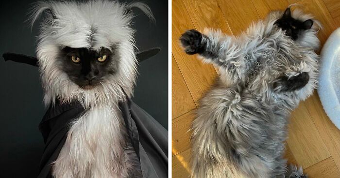 Meet Richie, The Maine Coon Cat Gone Viral On Social Media