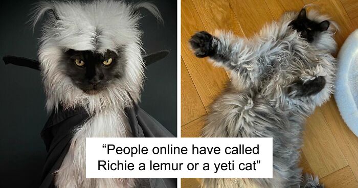 Extravagant Cat Named Richie Is Going Viral For His Unique Fur