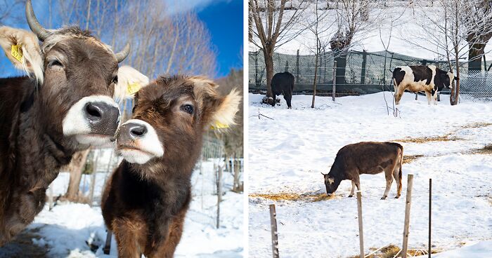 We Show Why Cows Should Be Petted, Not Farmed (20 Pics)