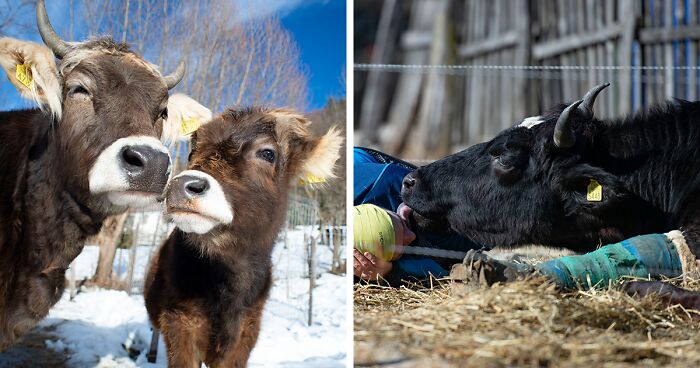 We Show 20 Reasons Why Cows Should Be Petted, Not Farmed (20 Pics)