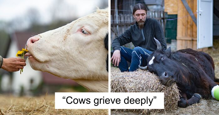 20 Reasons Why We Think Cows Should Be Petted, Not Farmed (20 Pics)