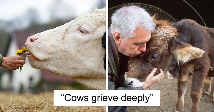 We Share 20 Reasons As To Why We Think Cows Should Be Petted, Not Farmed (20 Pics)