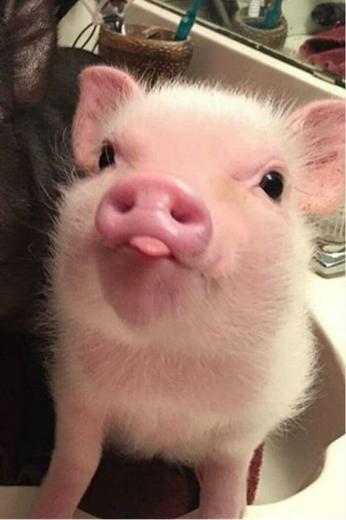 cute baby piglet