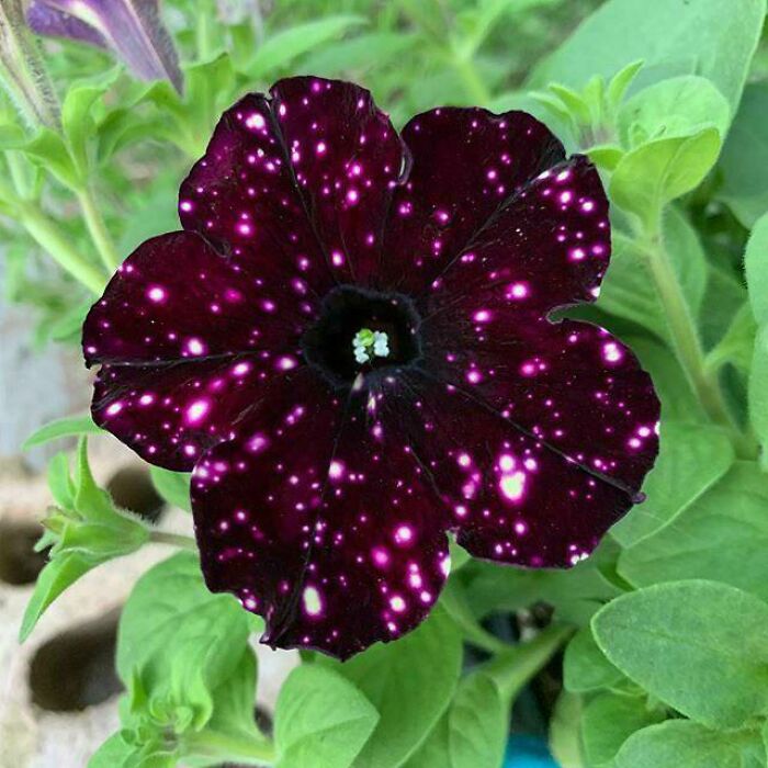 The Night Sky Petunia. A Real Flower Whose Petals Resemble Galaxies