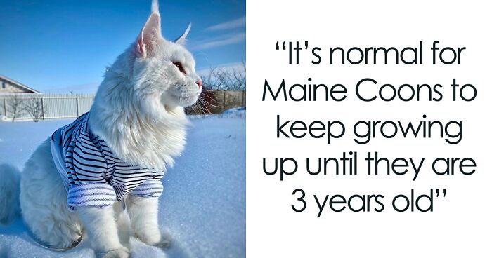 This Maine Coon Cat Is Bigger Than A Toddler And People Often Confuse It With A Dog