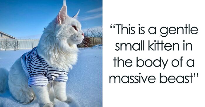 Meet Kefir, The Maine Coon Cat That Got Famous Because Of Its Enormous Size