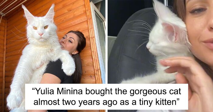 This Cat Got Famous Because Of Its Enormous Size And It Still Keeps Growing