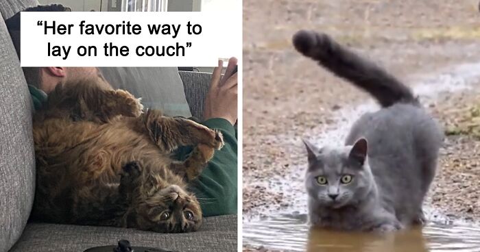 120 People Are Posting Pics Of Their Cats Acting Weird While Asking ‘What’s Wrong With My Cat?’ In This Online Group (New Pics)