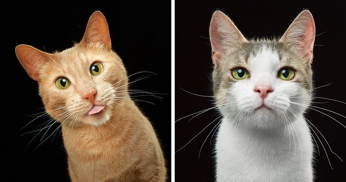 We Tried To Capture The Personality Of Each Of These Cats From A Cat Theater (18 Pics)