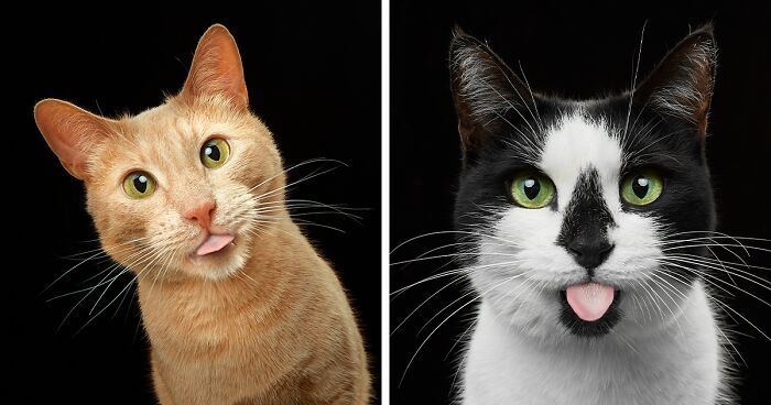 We Tried To Capture The Personality Of Each Of These Cats From A Cat Theater (18 Pics)