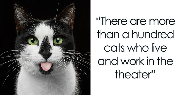 We Tried To Capture The Personality Of Each Of The Cats From The Kuklachev's Cat Theater (18 Pics)