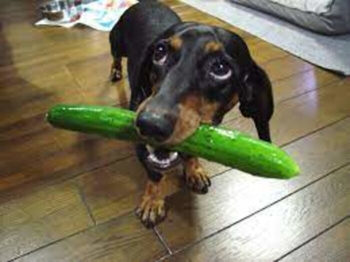 She Likes To Steal All Of The Green Things From The Fridge, Just Caught Her In The Act Of Stealing A Cucumber