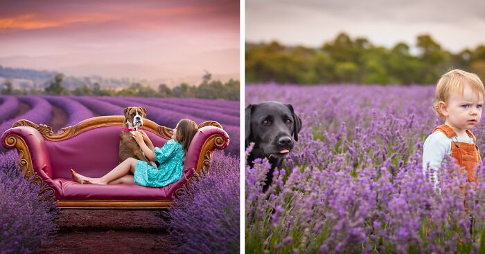 My 10 Photos Of Animals And Kids Having Fun At The Lavender Fields