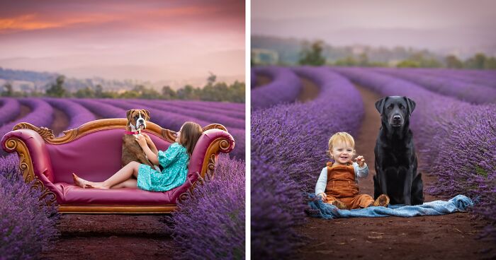 I Did An Adorable Photoshoot With Kids And Animals At The Lavender Fields In Australia