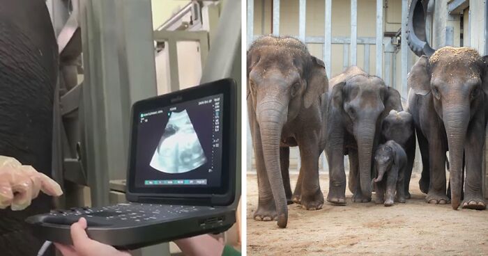 This Baby Elephant Went Viral For His Ultrasound, Now His Zoo Celebrates His Birth