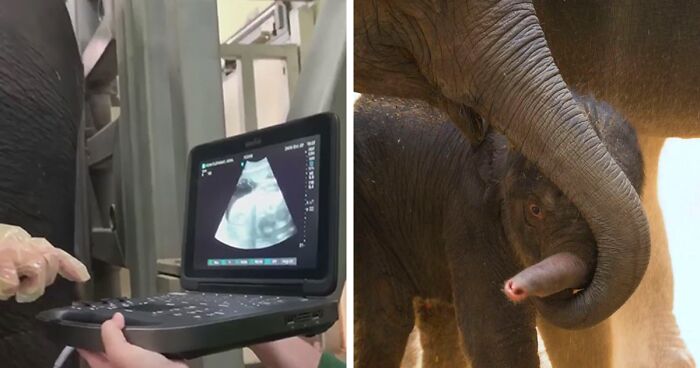 “It’s A Boy!”: 26 Y.O. Asian Elephant Mother Celebrates Birth Of Her 4th Calf Over A Year After Its Ultrasound Went Viral