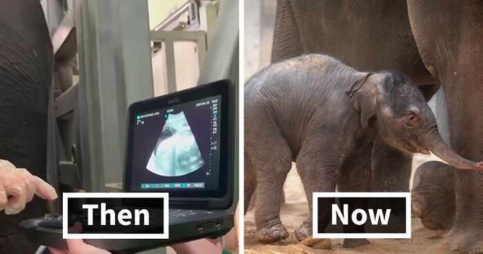 Endangered Newborn Elephant Calf Whose Ultrasound Went Viral In 2020 Receives Warm Welcome From Oklahoma Zoo