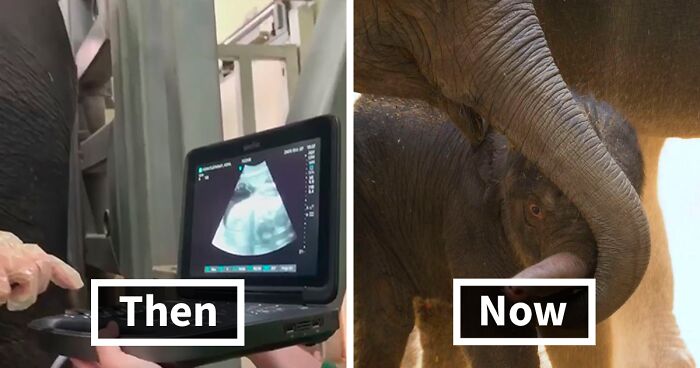 Meet Rama - An Endangered Asian Elephant Calf At Oklahoma City Zoo Whose Adorable Ultrasound Went Viral Back In 2020