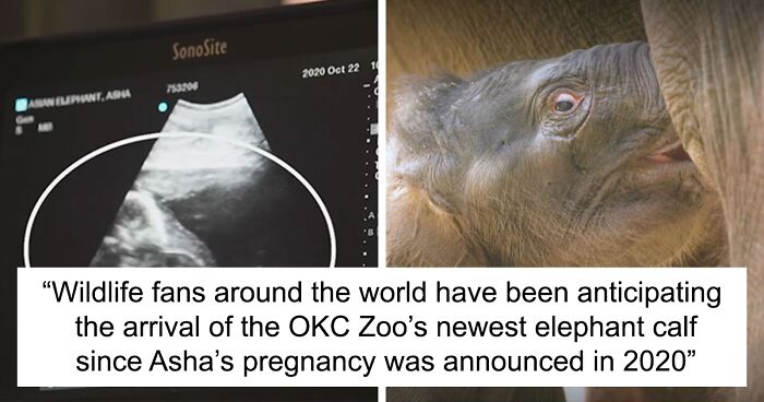 Oklahoma City Zoo Celebrates Birth of Rama The Asian Elephant, Who Got Famous With His Ultrasound Even Before He Was Born