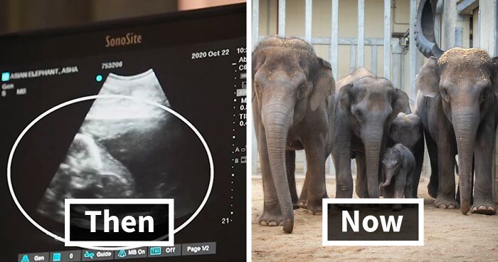 Zoo Celebrates Birth Of Endangered Asian Elephant Calf Over A Year After Its Ultrasound Went Viral