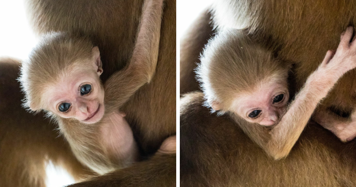 Another Baby Gibbon Was Born In The Skopje Zoo – A Rarity Both In ...