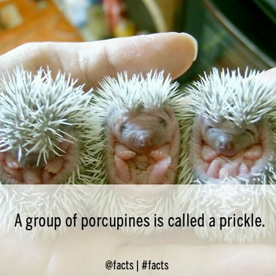 #facts #porcupine #prickle #cute